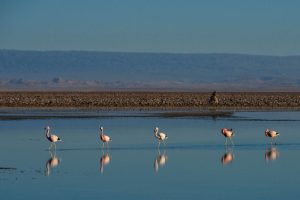 Flamingos no Deserto de Atacama - Foto de Marcelo Prates- BLOG LUGARES DE MEMÓRIA