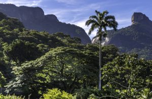 Floresta-da-Tijuca-Foto-de-Anacarla-az-em-Wikimedia-BLOG-LUGARES-DE-MEMORIA