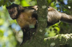 Macaco_na_Floresta_da_Tijuca-Foto_Rdeldino_em_Wikimedia-BLOG_LUGARES_DE_MEMORIA