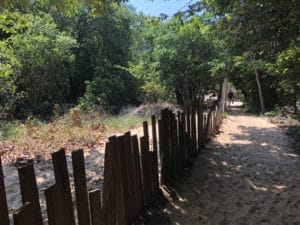 Árvores e arbustos na Cmunidade de Coroca - Foto de Sylvia Leite - BLOG LUGARES DE MEMÓRIA