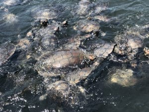 Tartarugas amazônicas - Foto de Sylvia Leite - BLOG LUGARES DE MEMÓRIA
