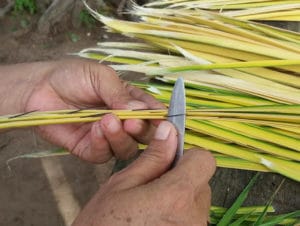Limpeza da planha usada nos Trançados do Arapiuns - Foto de Niete Pereira - BLOG LUGARES DE MEMÓRIA