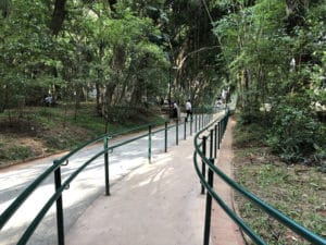 Trilha tombada no bosque do Parque Augusta - Foto de Sylvia Leite - BLOG LUGARES DE MEMORIA