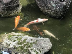 Lago de carpas em jardim da Liberdade - Foto de Sylvia Leite - BLOG LUGARES DE MEMÓRIA