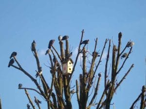 Árvore podada com pombos e sua casinha - Foto de Sylvia Leite - BLOG LUGARES DE MEMÓRIA