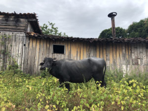 Bufalo solto em Soure - Foto de Sylvia Leite - BLOG LUGARES DE MEMORIA