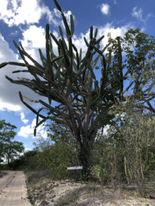Mandacaru centenário na Fazenda Mundo Novo - Foto de Sylvia Leite - BLOG LUGARES DE MEMORIA