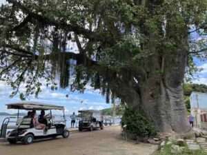 Baobá na Ilha de Paquetá - Foto de Sylvia Leite - BLOG LUGARES DE MEMORIA