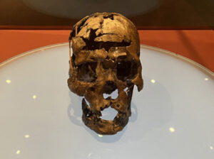 Cranio de Zuzu - Museu do Homem Aericano - BLOG LUGARES DE MEMORIA