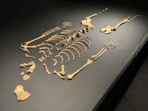 Esqueleto de mulher - Foto de Sylvia Leite - BLOG LUGRES DE MEMORIA