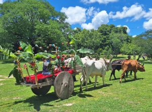 Carro_de_Boi_Morro_do_Fogo_demonstração--Foto_Sylvia_Leite-BLOG_LUGARES_DE_MEMORIA