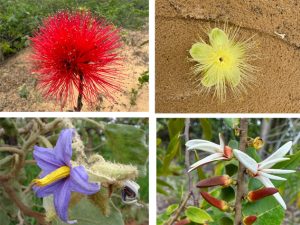 Flores_do_Cerrado-Vários_autores-BLOG_LUGARES_DE_MEMORIA