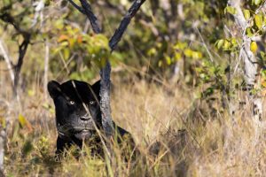 Onça_Guirigo-Foto_Eduardo_Fragoso_Onçafari-BLOG_LUGARES_DE_MEMORIA