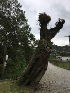 Pau da missa - Foto de Sylvia Leite - BLOG LUGARES DE MEMÓRIA