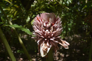 Flor no Horto de Caípe Velho - Foto Lucinha Simões - BLOG LUGARES DE MEMÓRIA 2