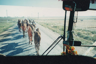Camelos na estrada - Foto Sylvia Leite - BLOG LUGARES DE MEMÓRIA