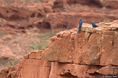 Araras-azuis-de-lear em Canudos - foto de Gustavo Pedro - BLOG LUGARES DE MEMÓRIA