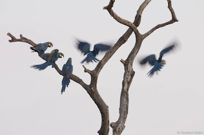 Araras-azuis-de-lear em árvore seca - foto de Gustavo Pedro - BLOG LUGARES DE MEMÓRIA