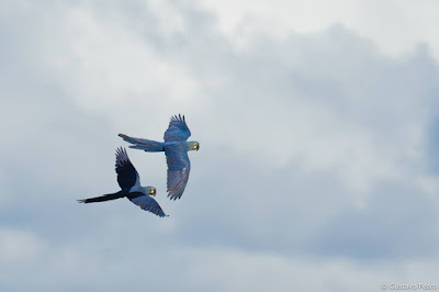 Aves em voo - foto de Gustavo Pedro - BLOG LUGARES DE MEMÓRIA