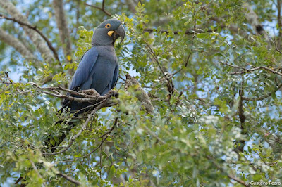 Arara-azul-de-lear em galho de árvore - foto de Gustavo Pedro - BLOG LUGARES DE MEMÓRIA
