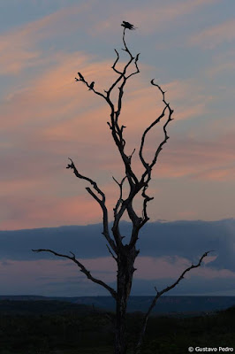 Arara-azul-de-lear em Canudos - foto de Gustavo Pedro - BLOG LUGARES DE MEMÓRIA