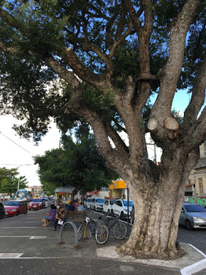 Árvore entortada pelos namorados - Foto Sylvia Leite - BLOG LUGARES DE MEMÓRIA 