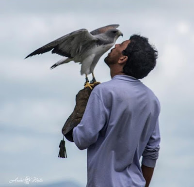 Percílio com ave - Foto divulgação do Parque dos Falcões - BLOG LUGARES DE MEMÓRIA