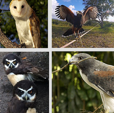 Diferentes aves - Fotos divulgação - BLOG LUGARES DE MEMÓRIA