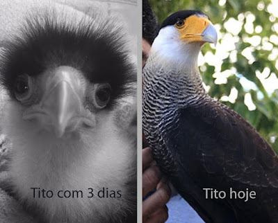 O Falcão Tito ainda bebê e já adulto - Fotos divulgação - BLOG LUGARES DE MEMÓRIA
