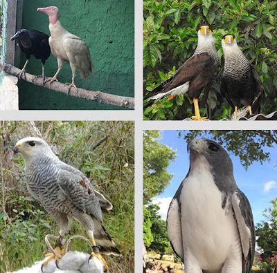 Diferentes aves - Fotos divulgação do Parque dos Falcões - BLOG LUGARES DE MEMÓRIA