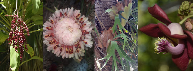 Flores e frutos - Fotos Lucinha Simões - BLOG LUGARES DE MEMÓRIA 