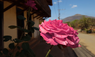 Uma rosa em Andrequicé - Foto de Marta Leandro - BLOG LUGARES DE MEMÓRIA